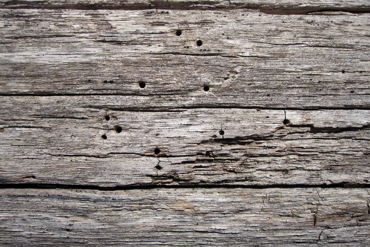 Planche de bois gris percée de trous de sortie